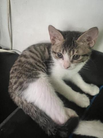 翔晞園藝景觀 - 我家貓咪