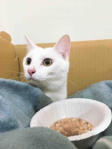 懌 - 照顧較膽小寄養貓咪