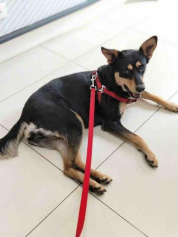 懌 - 帶狗狗散步