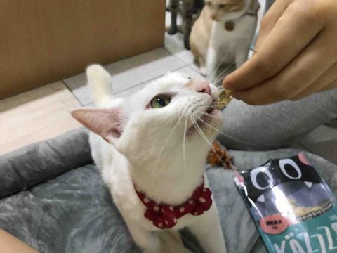 懌 - 照顧較膽小寄養貓咪（餵零食）