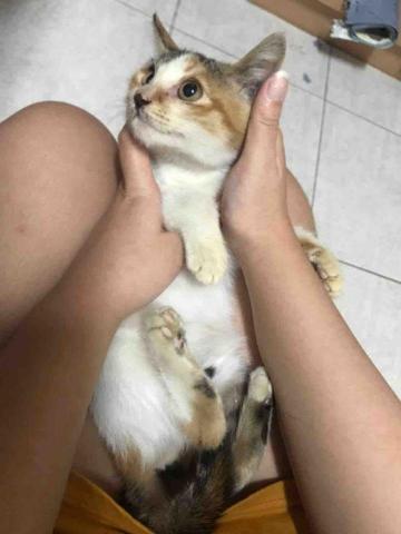 懌 - 照顧喵喵中途