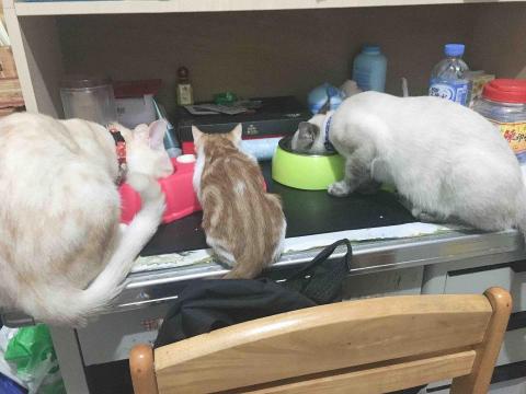 懌 - 照顧中間小橘 餵飯