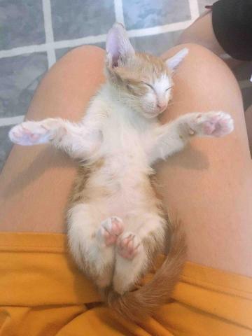 懌 - 照顧幼貓（陪睡）