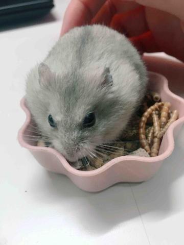 懌 - 倉鼠飼養經驗