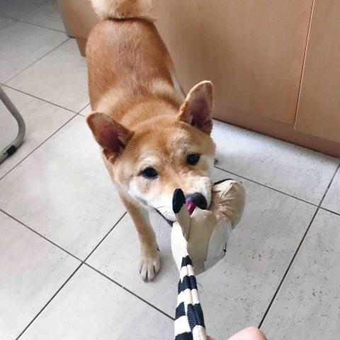 懌 - 照顧柴犬（陪玩）