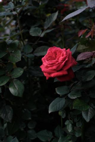 Kuan - 盛開的玫瑰