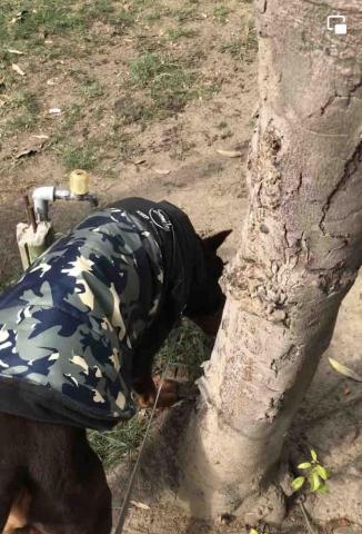 毛主子 - 外出散步