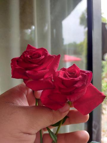 李柏瑩 - 自己種的玫瑰花