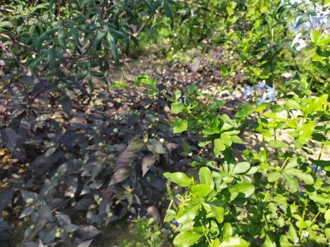 李柏瑩 - 顏色搭配，什麼植物比較耐操我大概知道