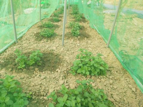 李柏瑩 - 無農藥香草