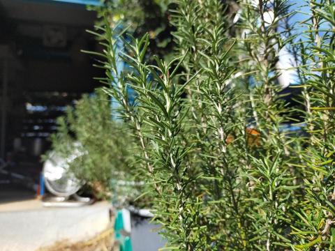 李柏瑩 - 這系統真爛，還要一張一張傳，這迷迭香