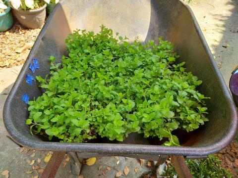 李柏瑩 - 苗場拿東西該多少就多少，不會浮報