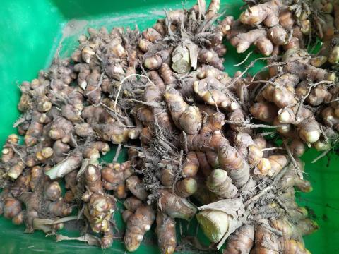 李柏瑩 - 種個薑黃可以收一大堆吃很久