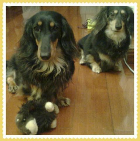 烏梅与小不點 - 2012年的照片 前面的是烏梅妹妹后面的是小不点姊姊  小不点於2018年12月28日去彩虹橋了那年12歲 烏梅現在還很健康2024年要15歲了呢 寶貝呀擁有你們很幸運好幸福   感恩