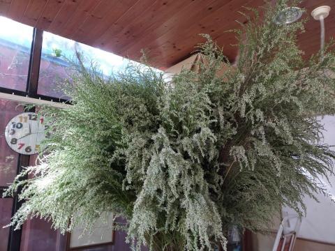 李柏瑩 - 乾燥花也略懂略懂