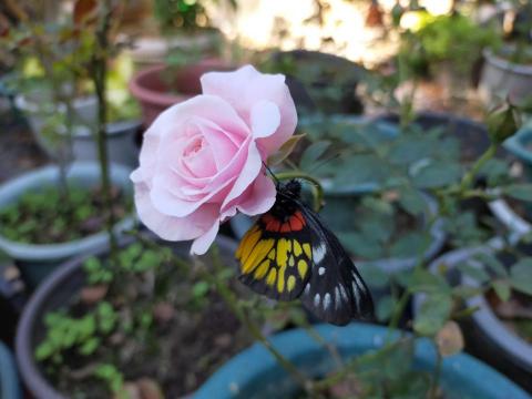 李柏瑩 - 有蝴蝶