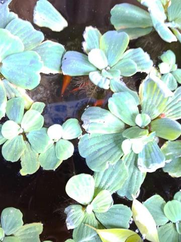 明志工作坊 - 診所前魚缸