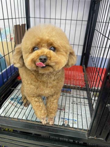 寵物美容師代班、到府寵物美容、到府寵物保姆 - 注注-洗澡、修臉