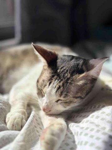 提供寄養服務的專家喵星人