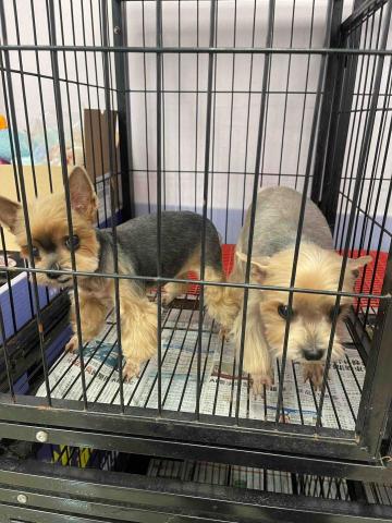 寵物美容師代班、到府寵物美容、到府寵物保姆 - 剃毛、貴賓腳