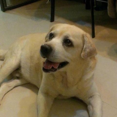 提供餵食器服務的專家張毓敏