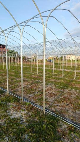 浩睿溫室工程行 - 簡易溫室
