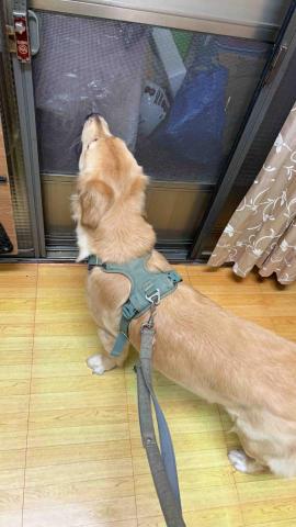 不務正ya兼職寵美師Jodie｜高雄到府寵物保姆 - 到你家散步趣