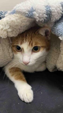 不務正ya兼職寵美師Jodie｜高雄到府寵物保姆 - 保姆到你家