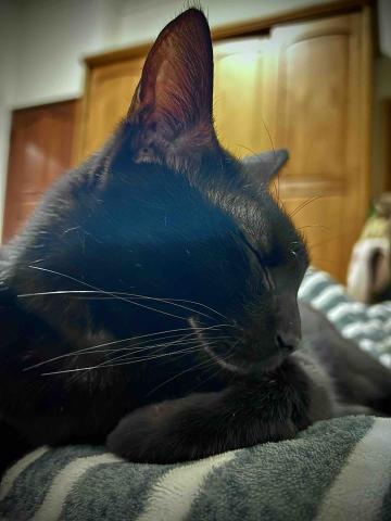 不務正ya兼職寵美師Jodie｜高雄到府寵物保姆 - 我家的孩子