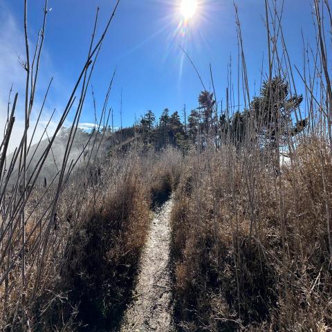 提供圖案印章服務的專家楊小姐