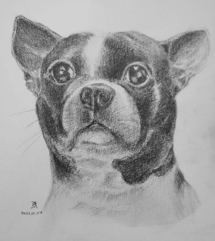 小星人繪繪課 - #鉛筆 #寵物似顏繪 #寵物素描