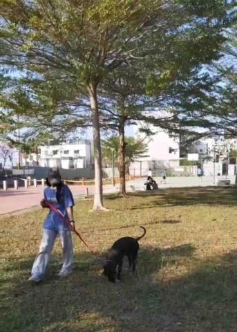 sauljaljuy - 寵物散步服務