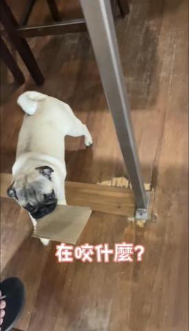 影像視覺設計工作室 - 短影音(Reels)製作