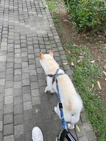 Bobo🐶🐱❣️ - 帶白柴「熊熊」出去散散步！