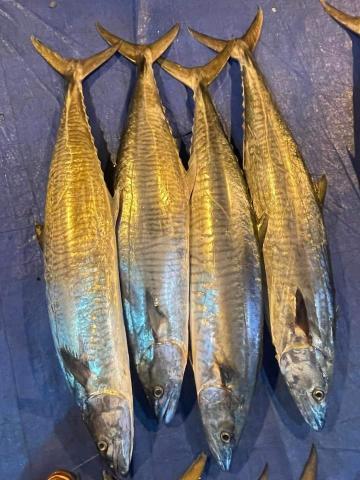 高愷桀 - 海釣土魠