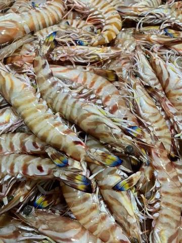 高愷桀 - 澎湖大蝦