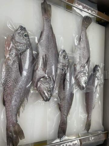 高愷桀 - 澎湖宅配