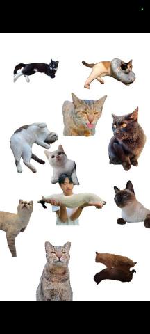 寵物伴侶_貓之助 - 都是家裡的貓