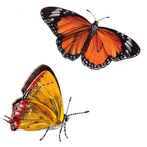 李育任 - 色鉛筆《蝴蝶》