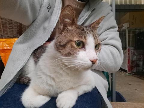 寵物伴侶_貓之助 - 後腿掰咖，耐心陪伴