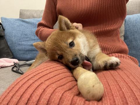 Bear Lai - 陪玩三個月不到的柴寶寶