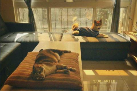 安安姐姐。到府寵物保姆 -  安安姐姐。到府寵物保姆 -