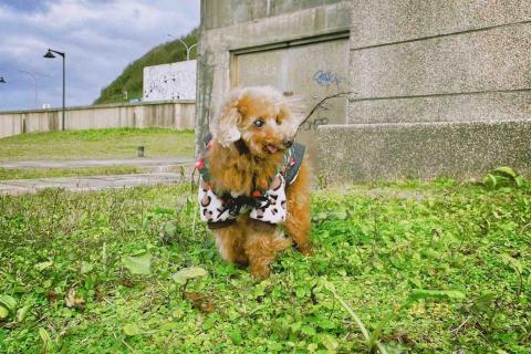 安安姐姐。到府寵物保姆 -  安安姐姐。到府寵物保姆 -