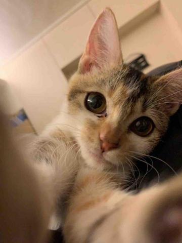 安安姐姐。到府寵物保姆 -  安安姐姐。到府寵物保姆 -