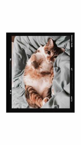 安安姐姐。到府寵物保姆 -  安安姐姐。到府寵物保姆 -