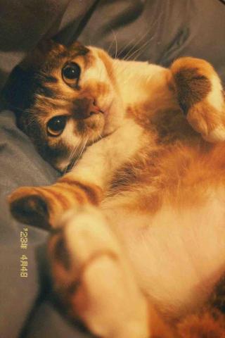 安安姐姐。到府寵物保姆 -  安安姐姐。到府寵物保姆 -