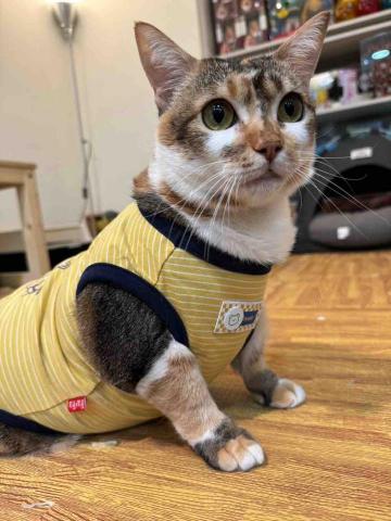 安安姐姐。到府寵物保姆 -  安安姐姐。到府寵物保姆 -