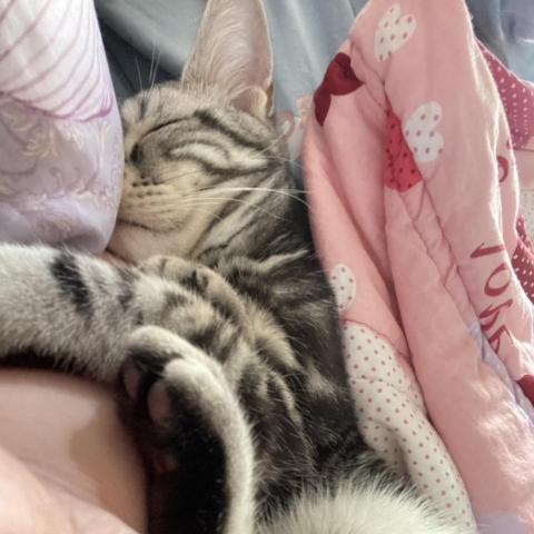 提供irent審核服務的專家賴小姐