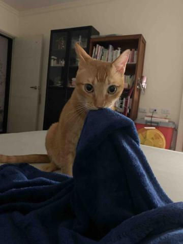 林芮嘉 - 老家的貓 喜歡偷毛茸茸的被子