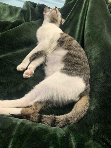 林芮嘉 - 我家的貓貓 每次睡姿都很好笑